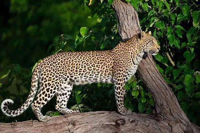 10 Day Zimbabwe and Chobe NP Tour - A southern Africa sampler from Harare to Chobe