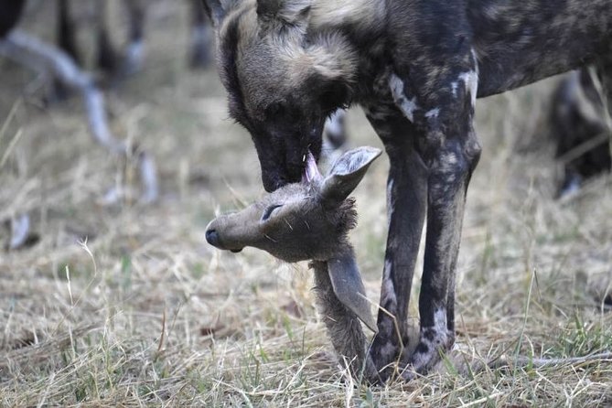 10 Day Zimbabwe and Chobe NP Tour - An early Chobe game drive before the airport