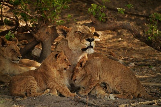 2-Day Camping Safari in Chobe National Park from Victoria Falls - Key points to know before you book