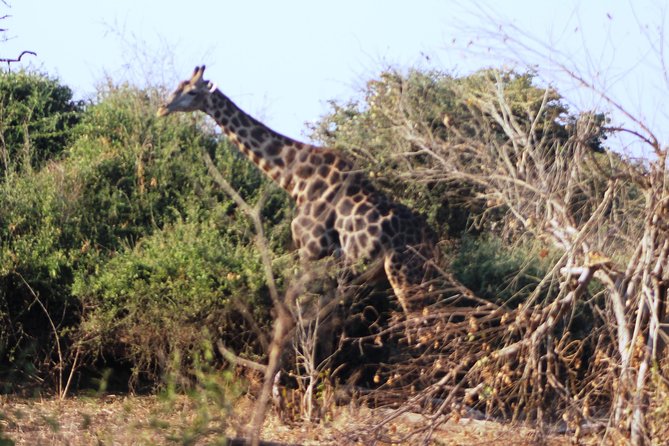 2-Day Camping Safari in Chobe National Park from Victoria Falls - A night in a working safari camp