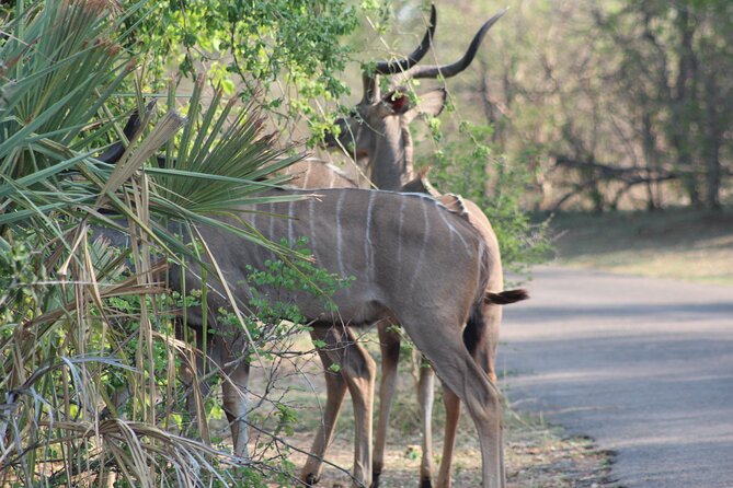 2-Day Camping Safari in Chobe National Park from Victoria Falls - Game drives through Chobe National Park
