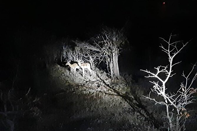 2 Hour Stargazing Tour in Victoria Falls NP Area in 4x4 - Why the night setting changes the experience
