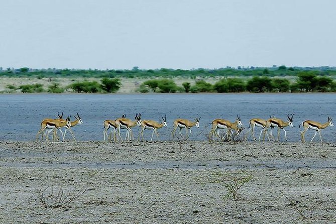 3 Day Chobe National Park Camping Tour - The 7:30 transfer through Kazungula