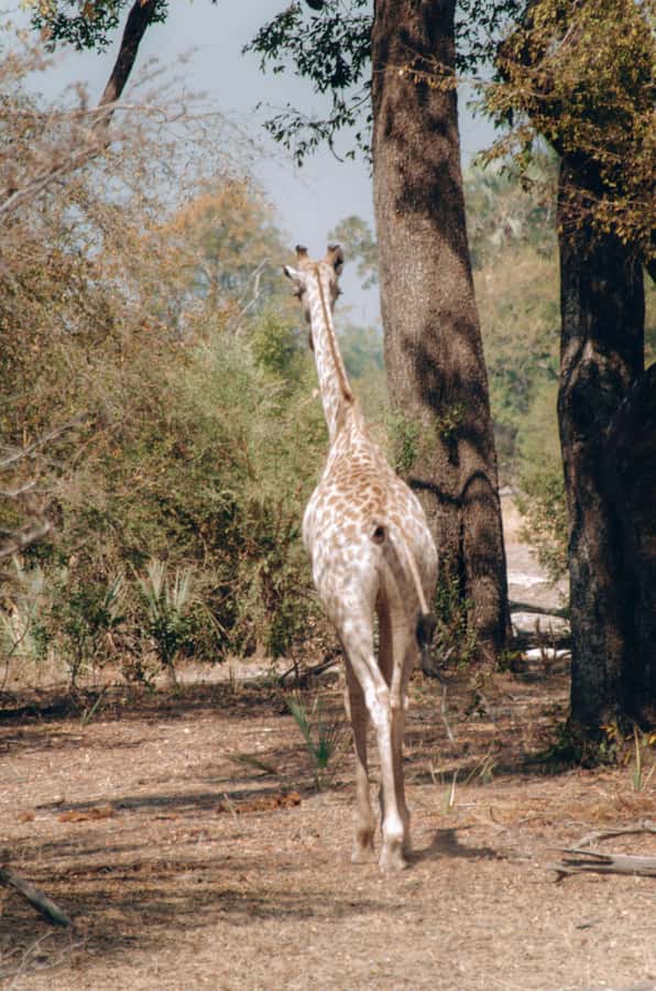 3 Days Explore Zambia, Zimbabwe and Chobe Park in Botswana - Guides, transport, and the human side