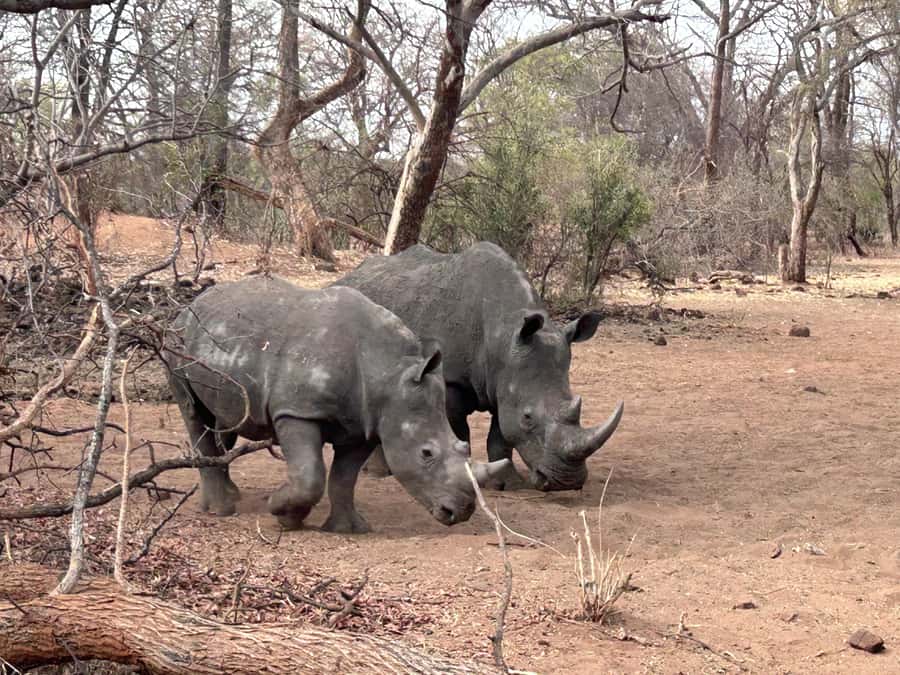 3 Days Explore Zambia, Zimbabwe and Chobe Park in Botswana - Day 1: rhinos, Livingstone Museum, and the Zambian falls
