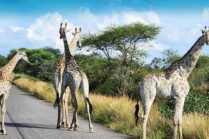 3 Days Tour at Chobe Park and Victoria Falls with Airport Pickup - Lunch, then a jeep safari in Chobe National Park