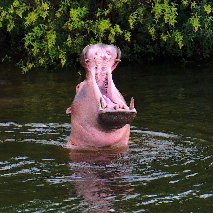 3 Days Victoria Falls and Full day Chobe National Park - Day 2: The Kazungula border and Chobe National Park