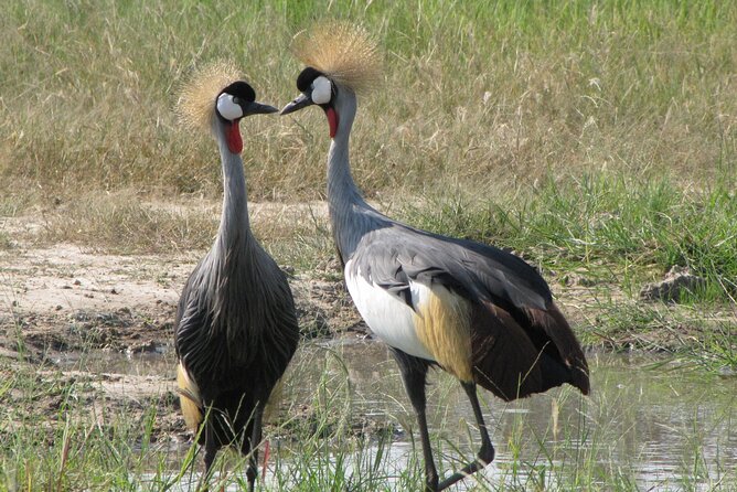 4-Day Discover Victoria Falls, Chobe and Hwange Park - Why this four-day route works