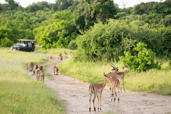 4-Day Victoria Falls and Hwange National Park Tour - Day 2: the early road to Hwange National Park