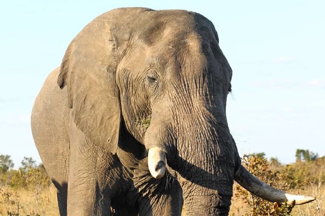 4 Days Victoria Falls Safari Tour & Chobe National Park game drive - Day 2: A 6:00 a.m. game drive before Victoria Falls