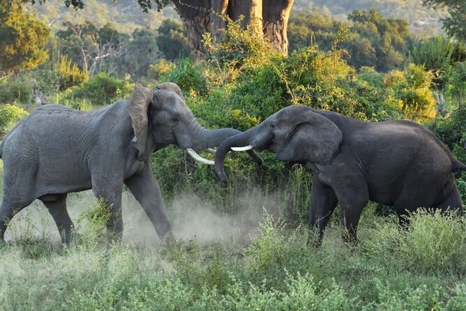4 Days Victoria Falls Safari Tour & Chobe National Park game drive - What the strongest parts are, and where to be cautious