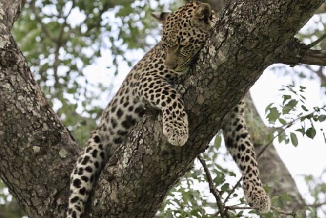 4 Days Victoria Falls Safari Tour & Chobe National Park game drive - Who should book this Victoria Falls and Chobe tour?