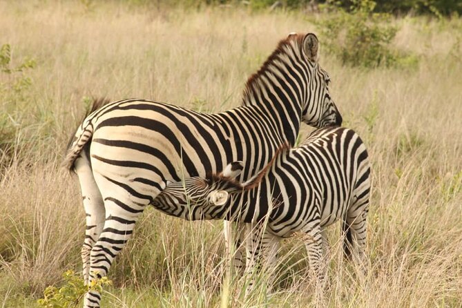 4 Days Victoria Falls Safari Tour & Chobe National Park game drive - Day 3: Chobe National Park by vehicle and boat