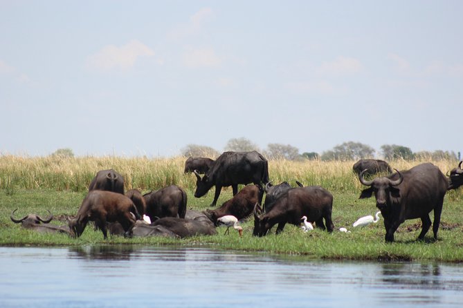 5-DAY Victoria Falls and Chobe National Park - Who should book this Victoria Falls and Chobe trip