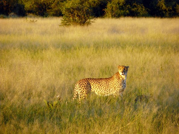 5 Day Victoria Falls and Chobe National Park Camping Tour - The pace, timing, and cross-border tradeoffs