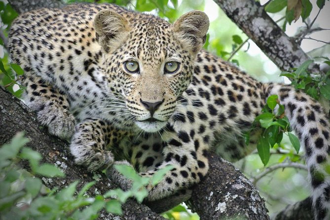 5 Day Victoria Falls and Hwange National Park Accommodated Safari Tour - Days 3 and 4: Hwange National Park on a larger scale