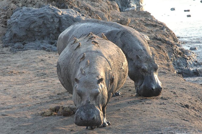 5 Day Victoria Falls and Hwange National Park Accommodated Safari Tour - Day 2: Victoria Falls gets the full spotlight