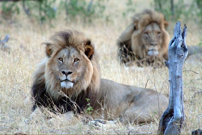 5 Day Victoria Falls and Hwange National Park Accommodated Tour Safari - Why this five-day pairing works