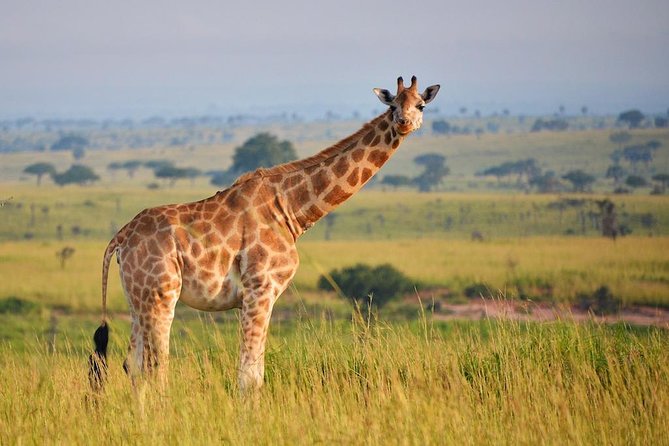 6-day Hwange, Chobe & Victoria Falls Combo - Day 1: From Victoria Falls Airport to Hwange