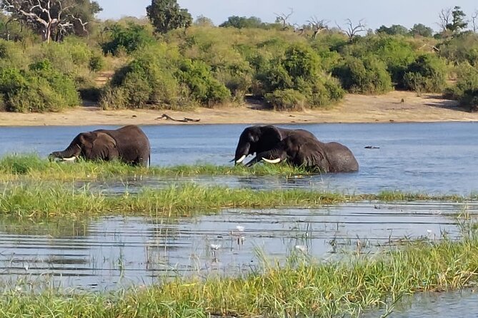 6 Days Victoria Falls Chobe Wildlife and Okavango Delta Tour - Two Chobe game drives on Day 2