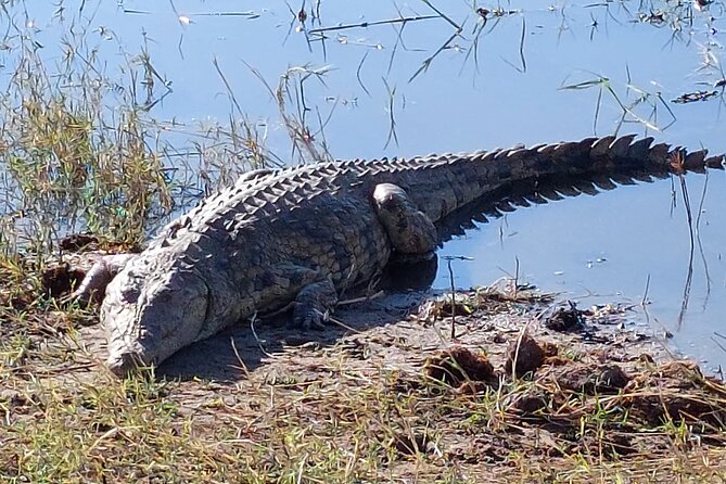 6 Days Victoria Falls Chobe Wildlife and Okavango Delta Tour - A final morning walk and return to Maun