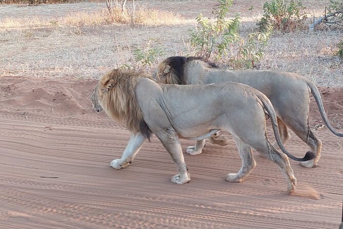 6 Days Victoria Falls Chobe Wildlife and Okavango Delta Tour - Chobe River by boat, from 3:00 to 6:00
