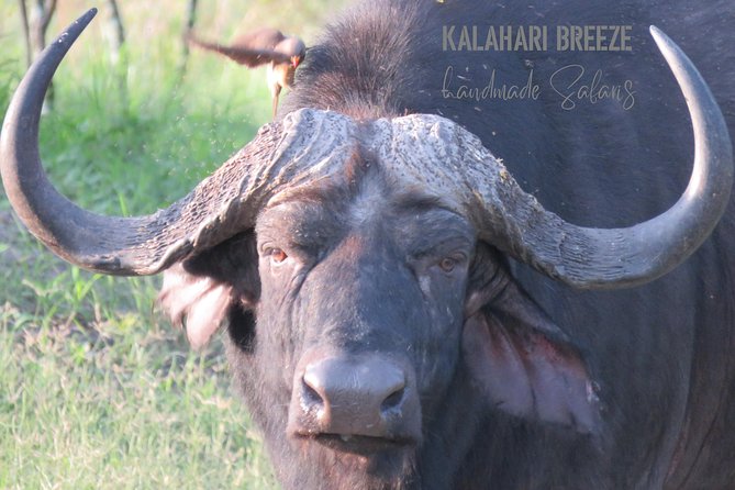 7 Day Highlights Of Botswana Overland Tour – ACCOMODATED (midrange) - Day 5: A transfer day in Maun