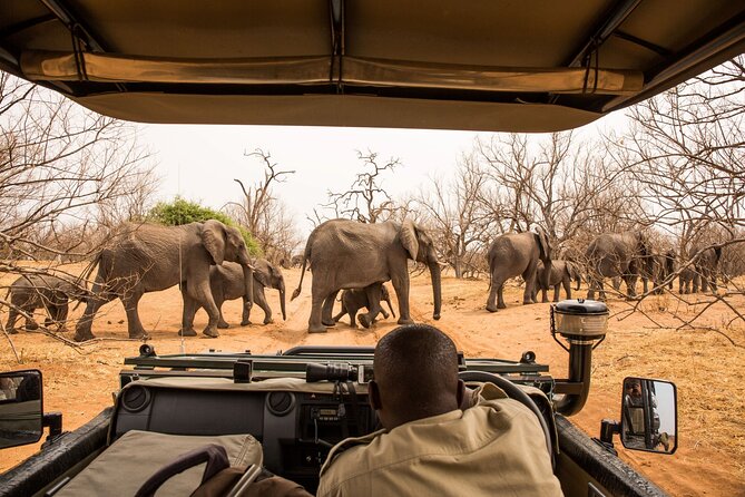 8 Day Chobe NP, Elephant Sands, Okavango Delta & Victoria Falls - Day 7: Moremi’s Full-Day Search for Big Cats