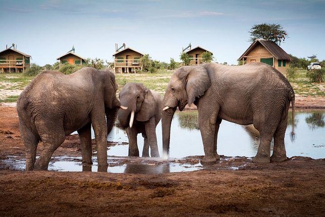 8 Day Highlights Of Botswana & Victoria Falls Overland Tour - Day 3: Chobe’s elephants and Elephant Sands
