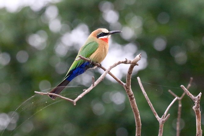 Birdwatching Cruise in Zambezi River with Breakfast - The birds you may identify