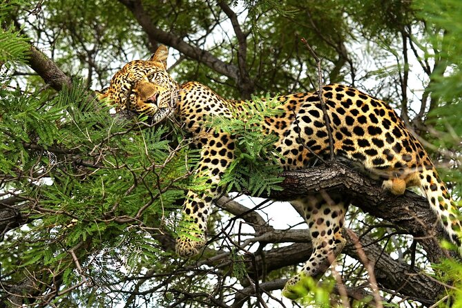 Chobe Botswana Day Trip River and Land Safari from Victoria Falls - Why the land-and-water plan works so well