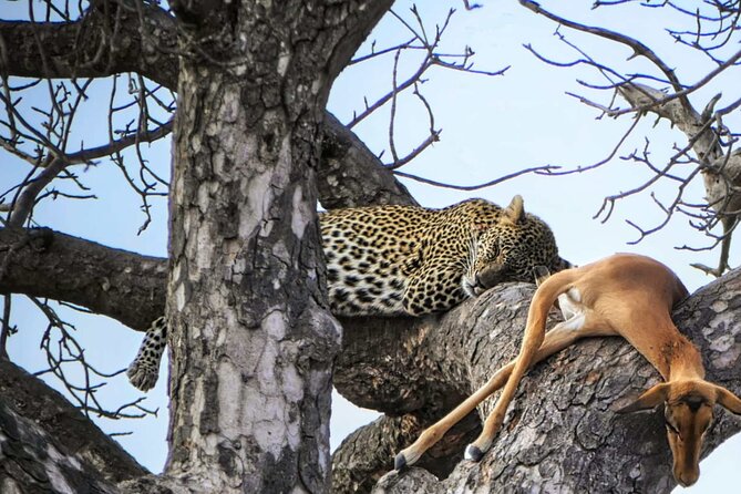 Chobe Botswana Day Trip River and Land Safari from Victoria Falls - Morning game drive in Chobe National Park