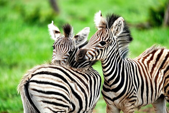 Chobe Botswana Day Trip River and Land Safari from Victoria Falls - Lunch at Chobe Safari Lodge around noon
