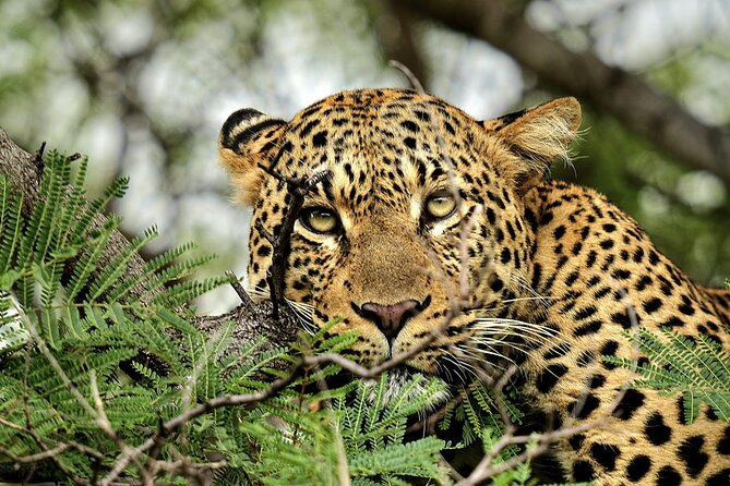 Chobe Botswana Day Trip River and Land Safari from Victoria Falls - The three-hour Chobe River cruise