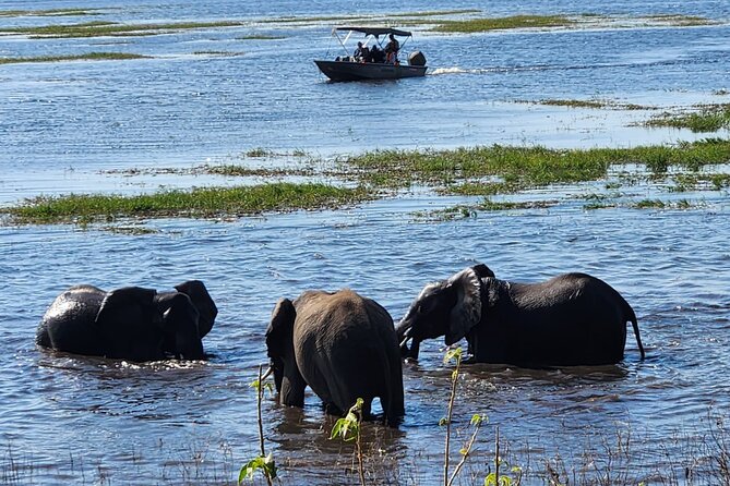 Chobe Botswana Day Trip River and Land Safari from Victoria Falls - Who will enjoy this Chobe day trip most