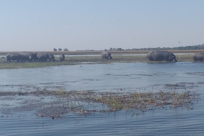 Chobe Botswana Full-Day Trip - Why Chobe is worth adding to a Victoria Falls stay