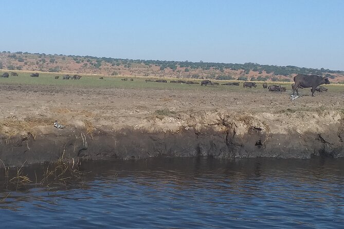 Chobe Botswana Full-Day Trip - Lunch in Botswana at 12:00 p.m.