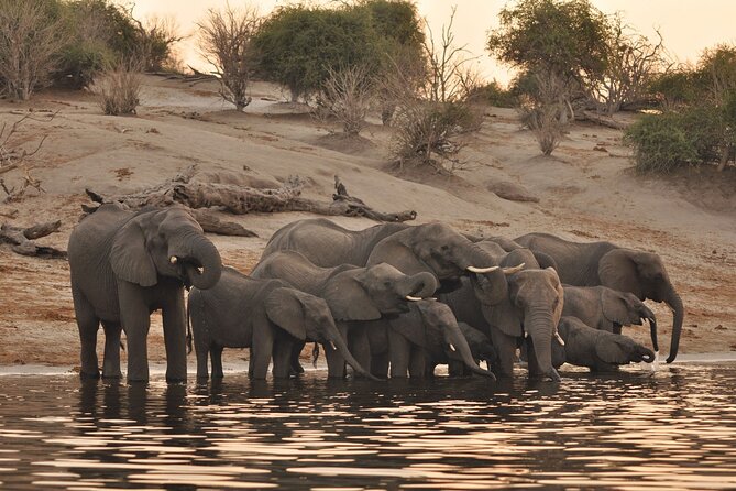 Chobe Day Trip - Key points to know before booking