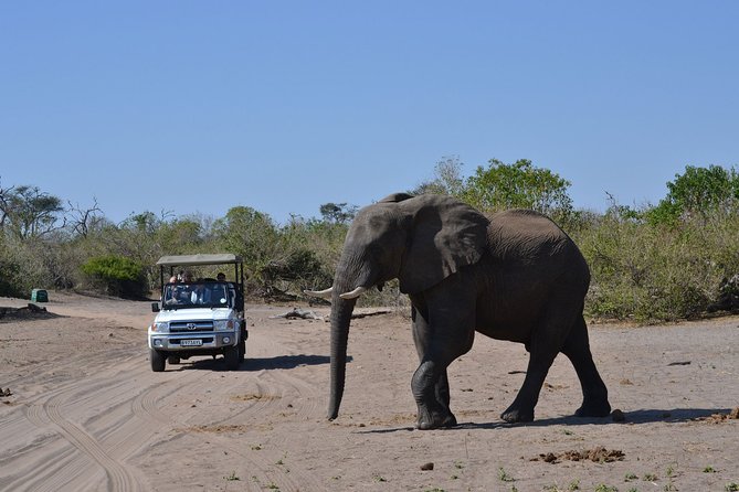 Chobe Day Trip - Why Chobe works so well as a day trip from Victoria Falls