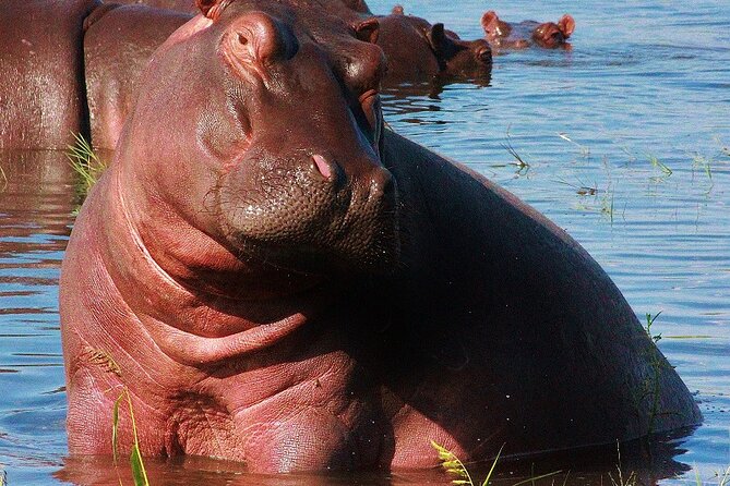 Chobe Day Trip - Who will get the most from this outing
