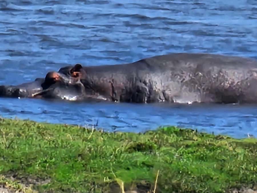 Chobe Day Trip - From Vic Falls - With Lunch (Buffet) - Key points to know before booking