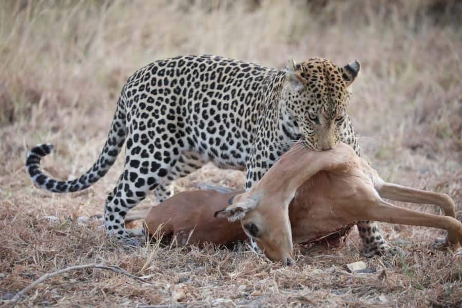 Chobe Day Trip - From Vic Falls - With Lunch (Buffet) - Why this Chobe day trip makes sense from Victoria Falls