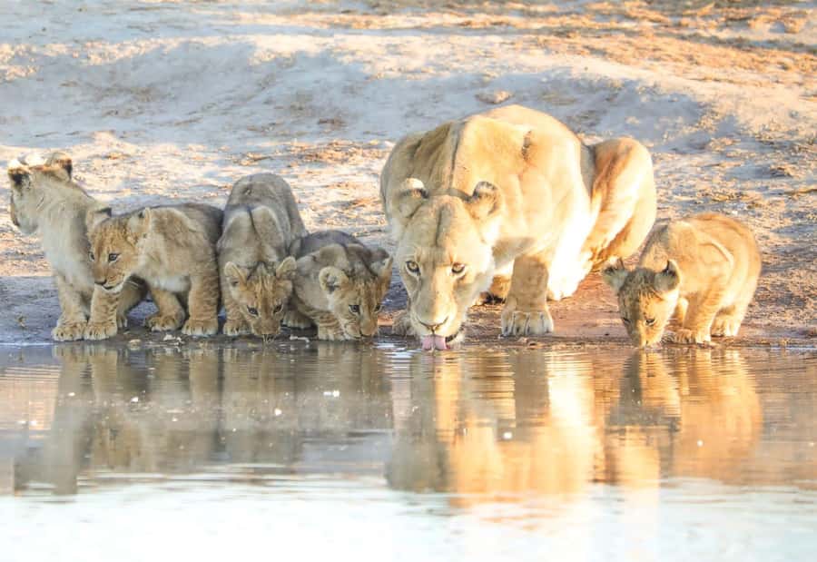 Chobe Day Trip - From Vic Falls - With Lunch (Buffet) - The morning game drive in Chobe National Park