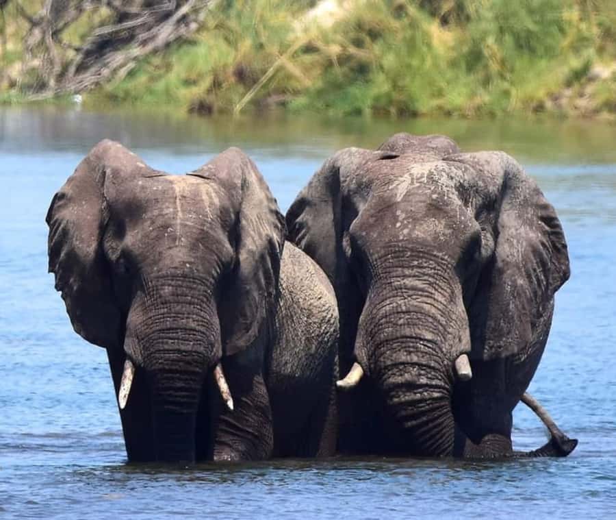 Chobe Day Trip - From Vic Falls - With Lunch (Buffet) - Buffet lunch and the pause between safaris