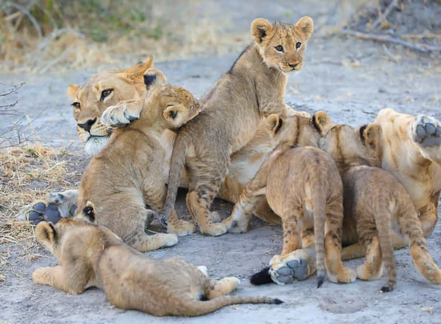 Chobe Day Trip - From Vic Falls - With Lunch (Buffet) - The Chobe River cruise and close wildlife views