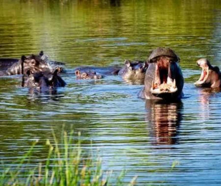 Chobe Day Trip - From Vic Falls - With Lunch (Buffet) - Timing, vehicles, and the small snags that matter