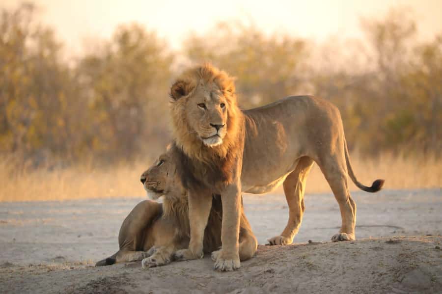 Chobe Day Trip - From Vic Falls - With Lunch (Buffet) - Crossing from Victoria Falls into Botswana