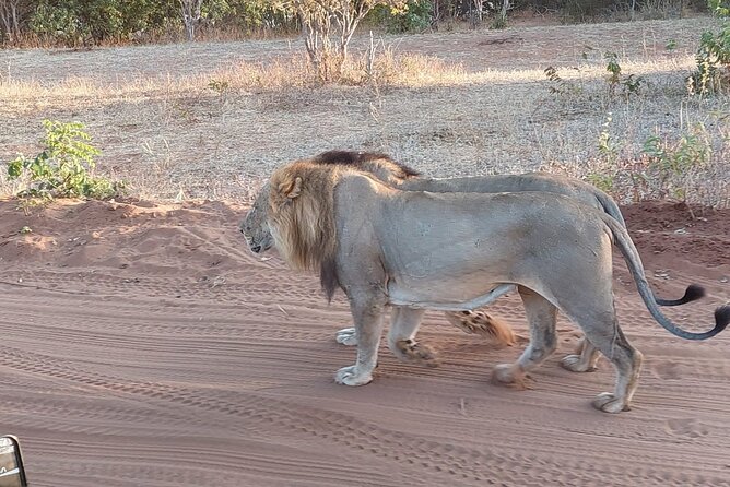 Chobe Day Trip from Victoria Falls - Three hours on the Chobe River