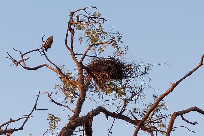 Chobe Day Trip from Victoria Falls - Lunch and the change from water to land