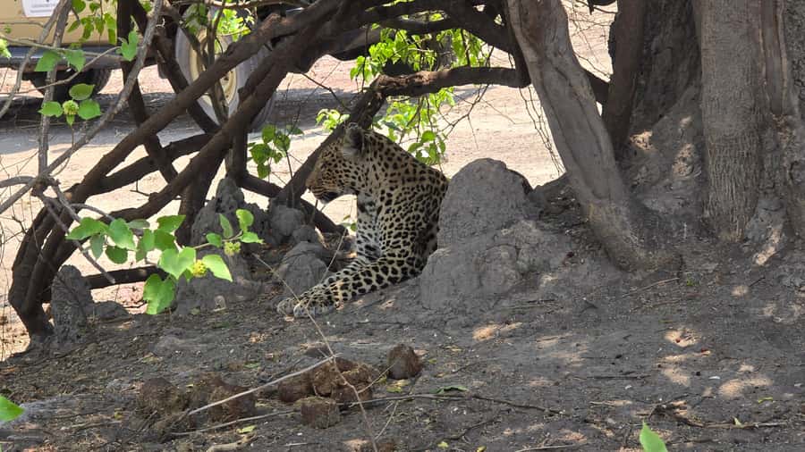 Chobe Day Trip from Victoria Falls, Zimbabwe - Final call: a strong safari sampler with paperwork to manage